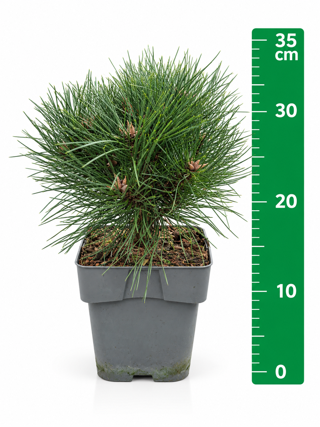 Pinus 'Marie Brégeon' r