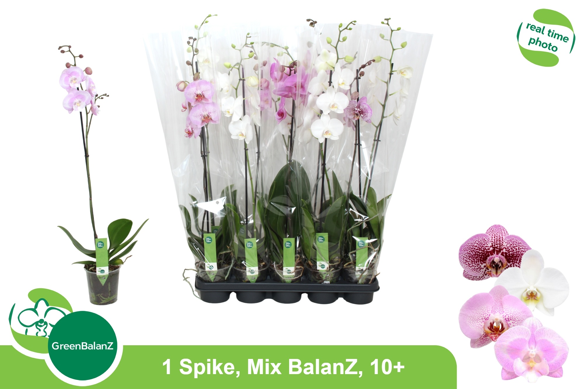 Phalaenopsis Asst 12Ø 75cm