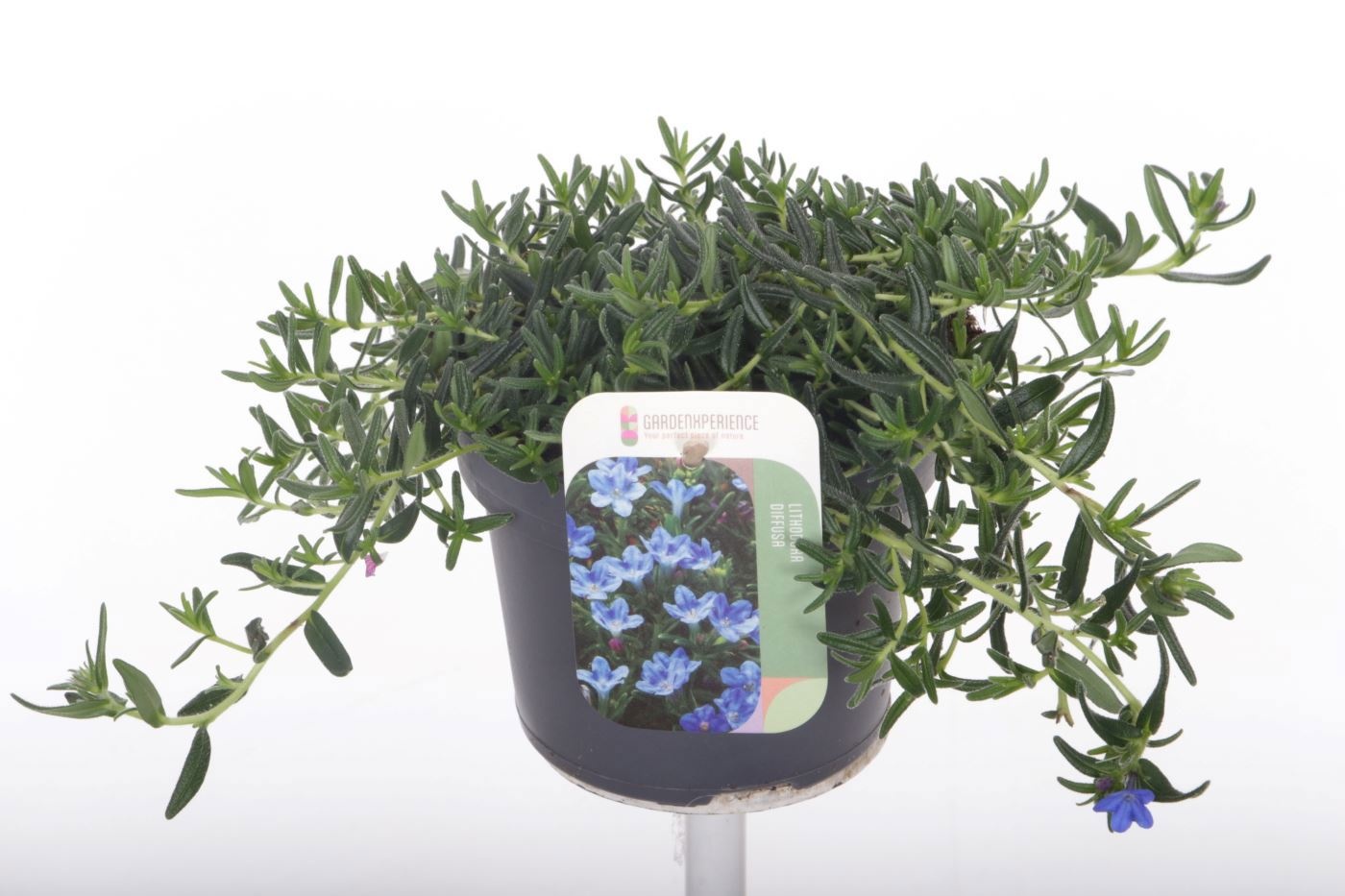 Lithodora diffusa 'Grace Ward'