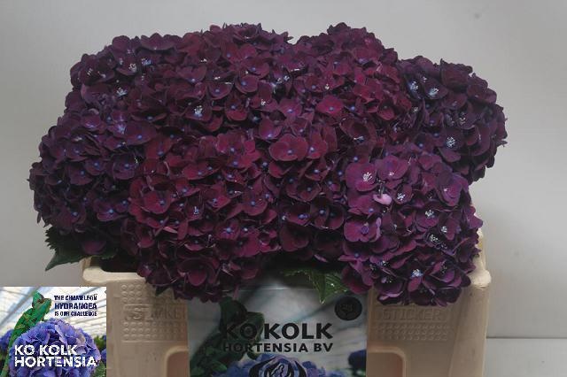 Hydrangea Mon Amour Purple 40cm 12Ø