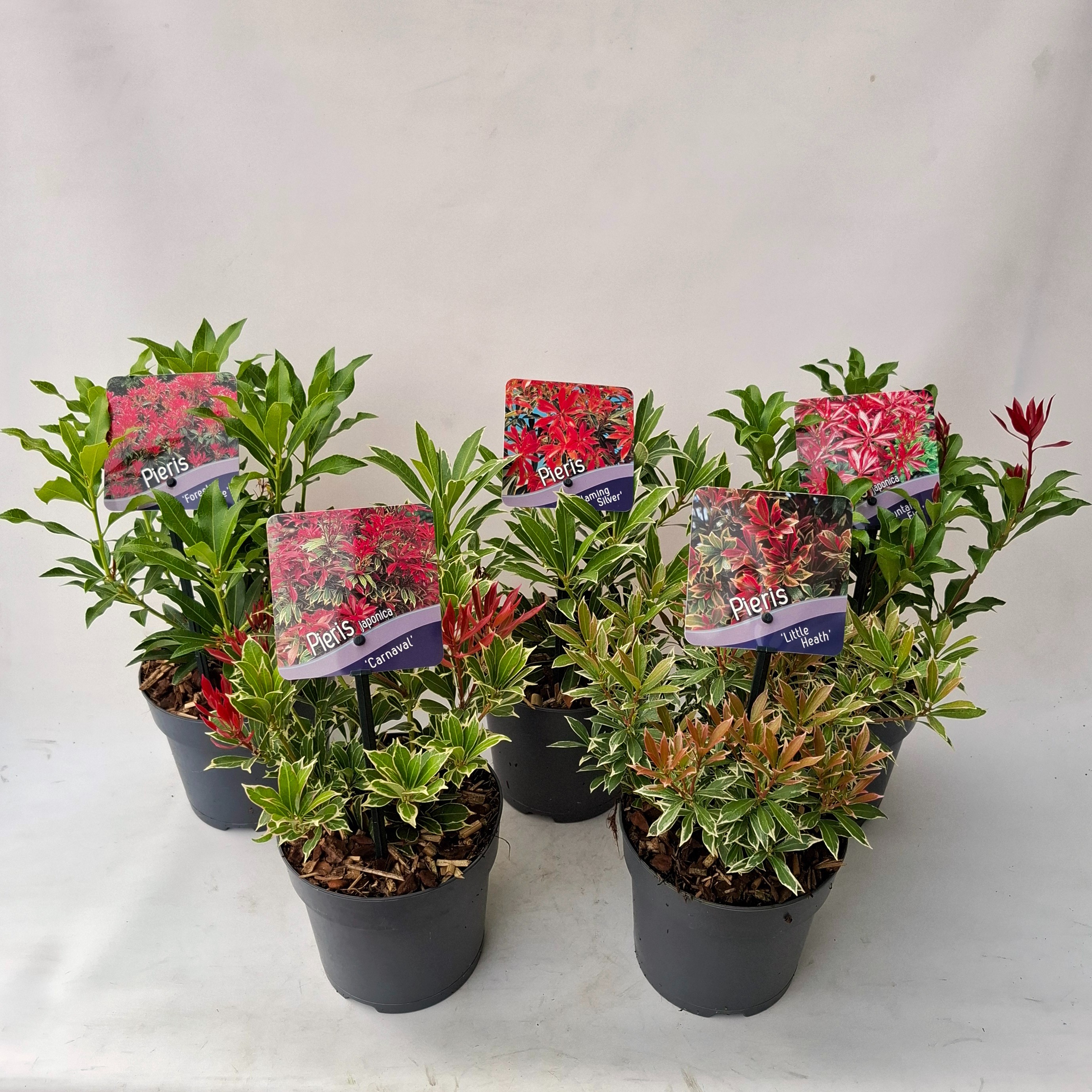 Picture of Pieris jap. Mix