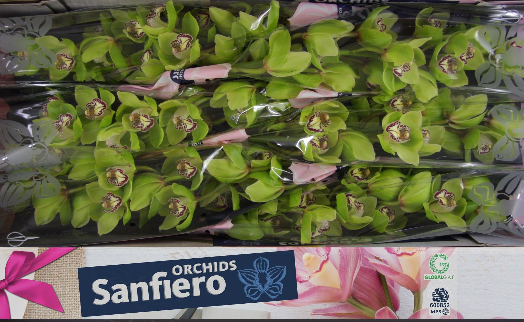 Cymbidium Robin Hood 12/15bl