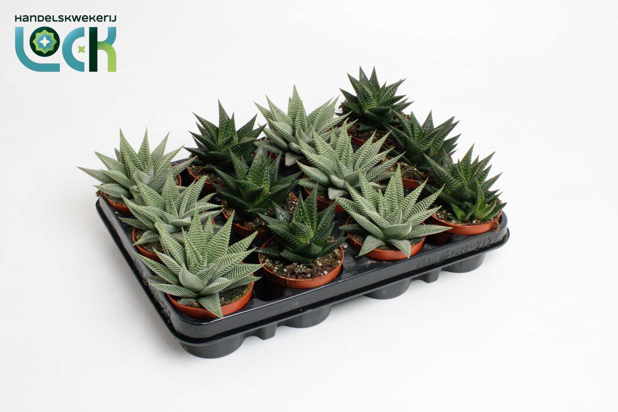 Haworthia 508Ø 15cm