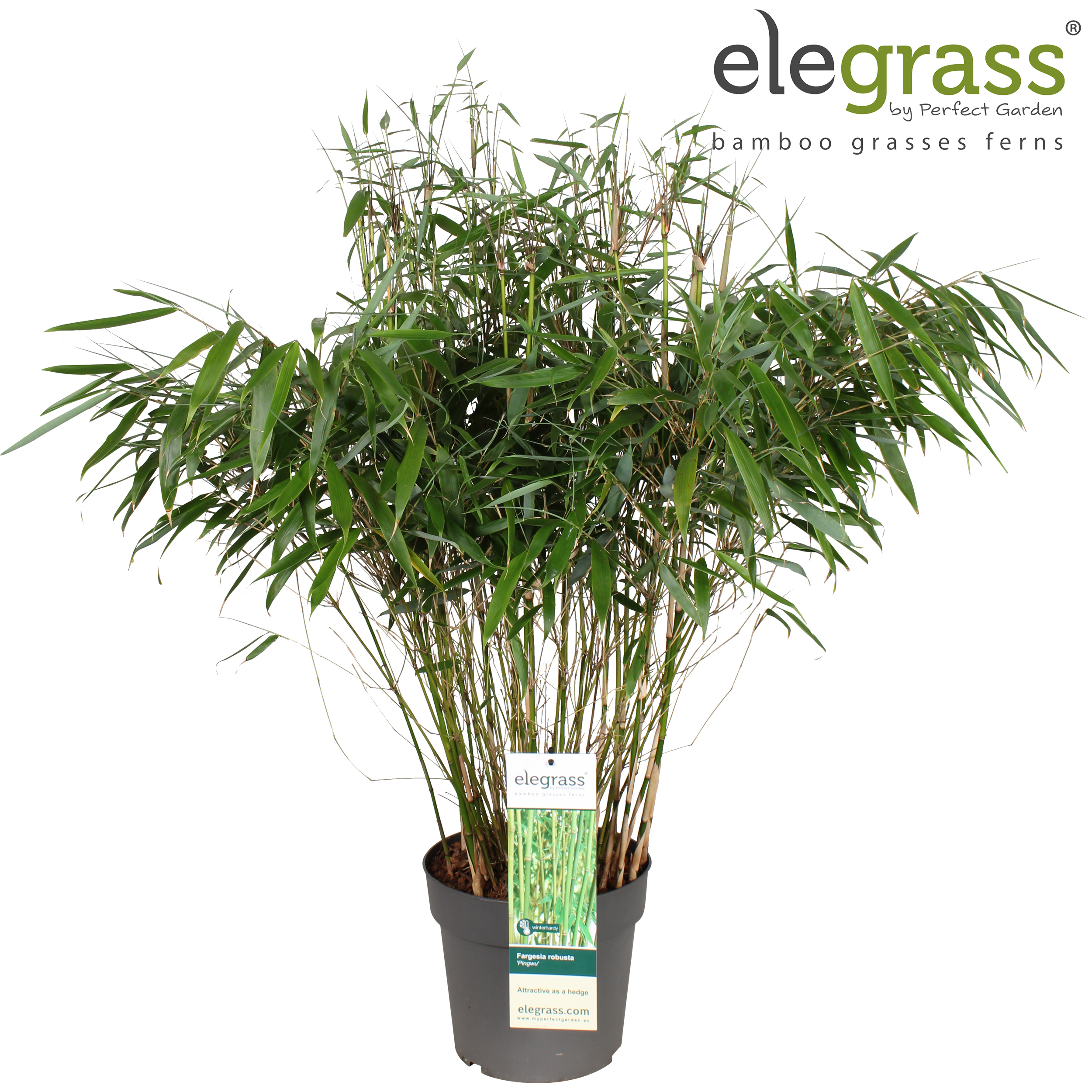 Picture of Fargesia robusta 'Pingwu' P23