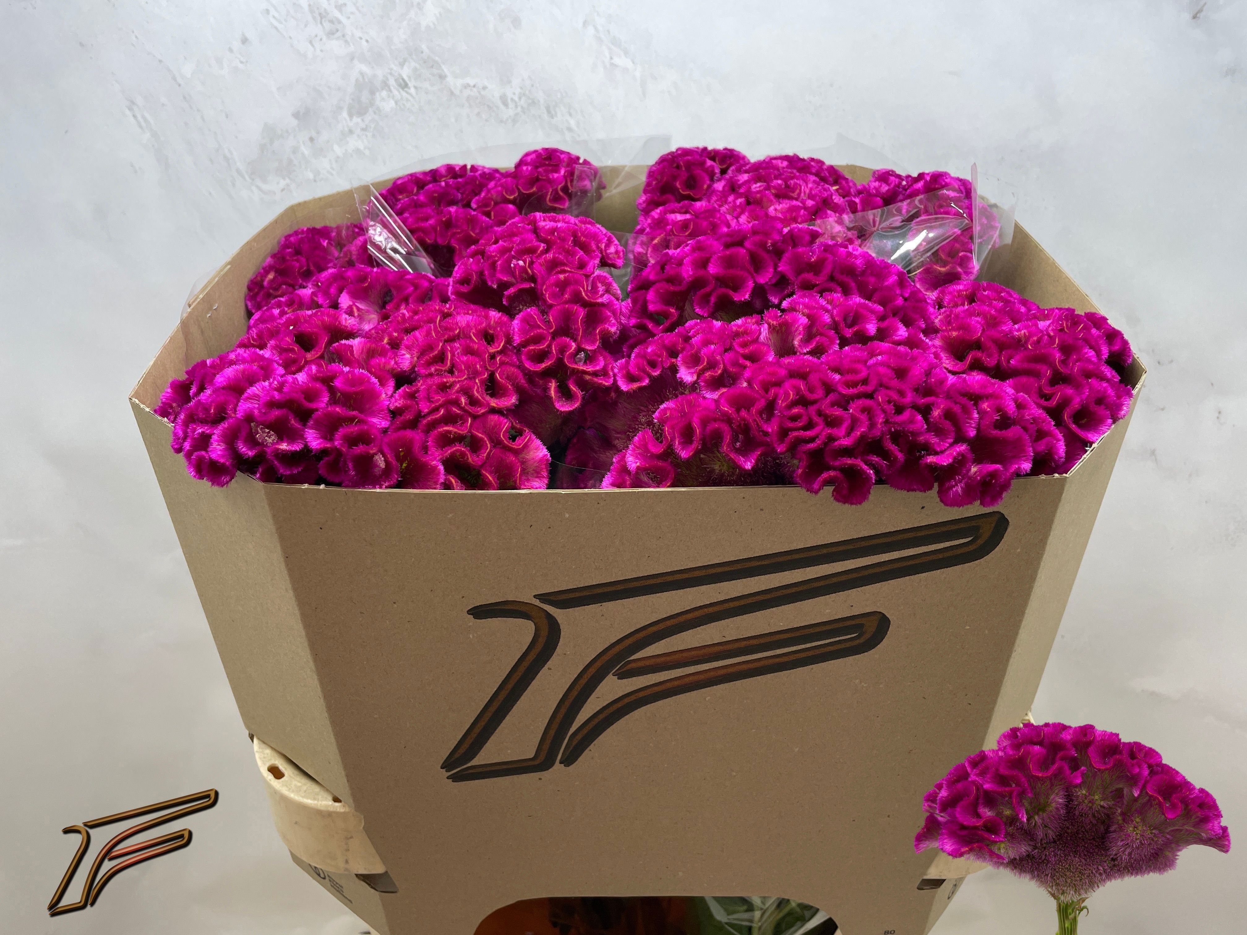 Celosia Act Bar Bora 80cm