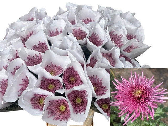 Chr G Uzuri Purple 80cm 100gram