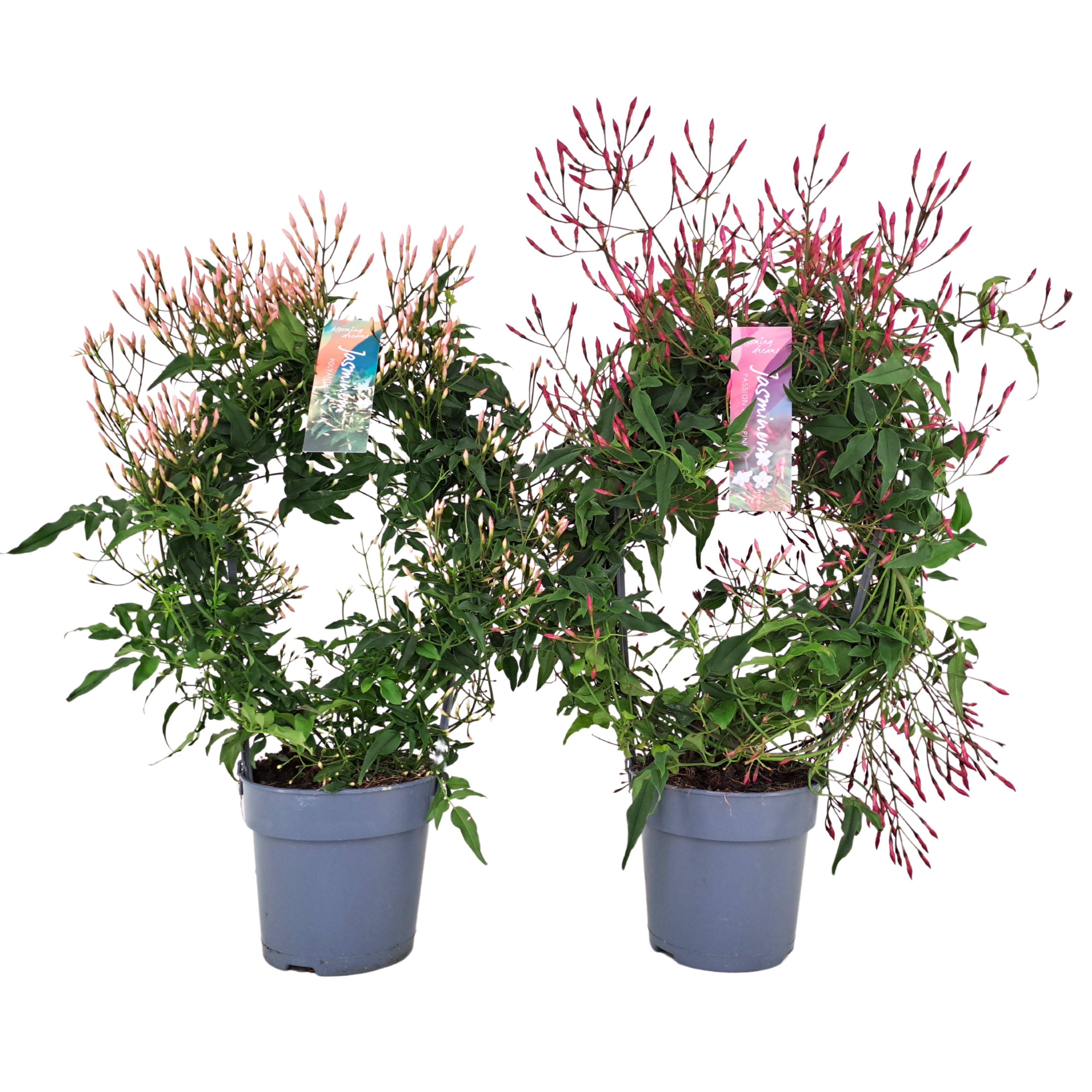Jasminum boog 300 knop wit/roze gemengd (Jasmijn)