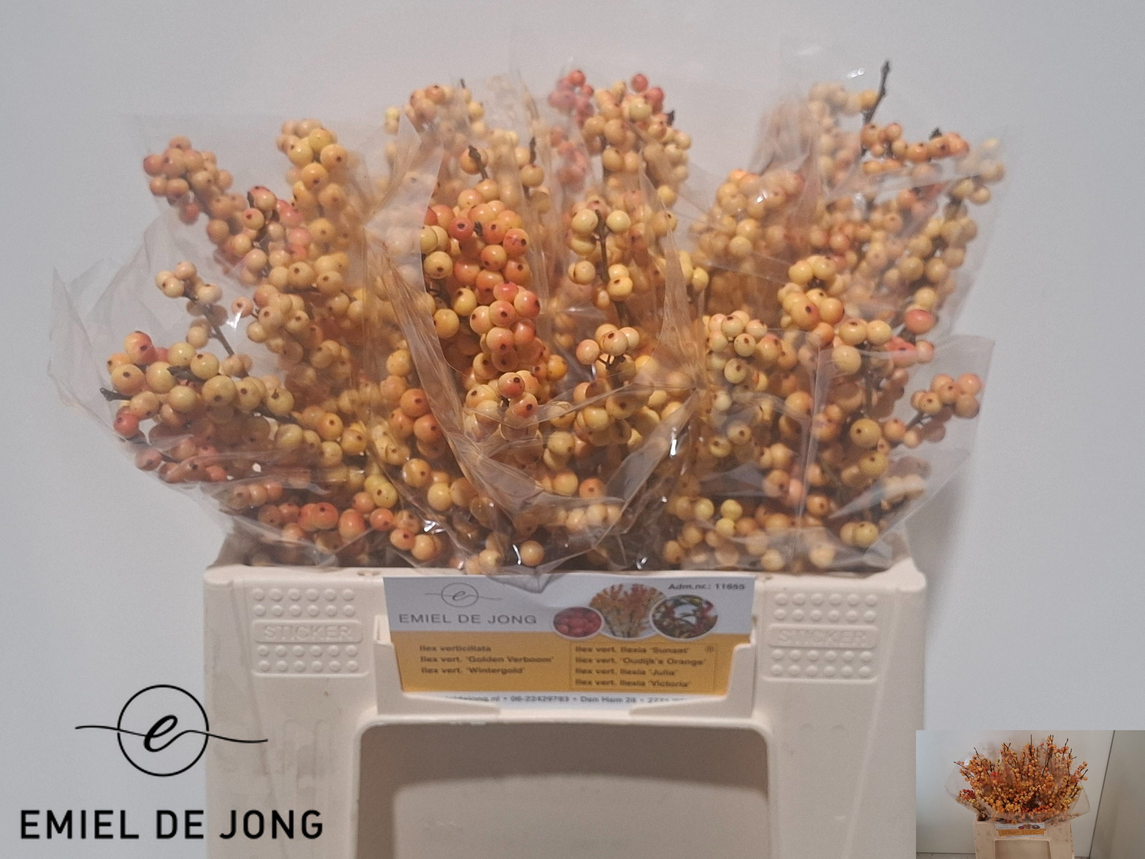 Ilex Ilexia Julia 35cm