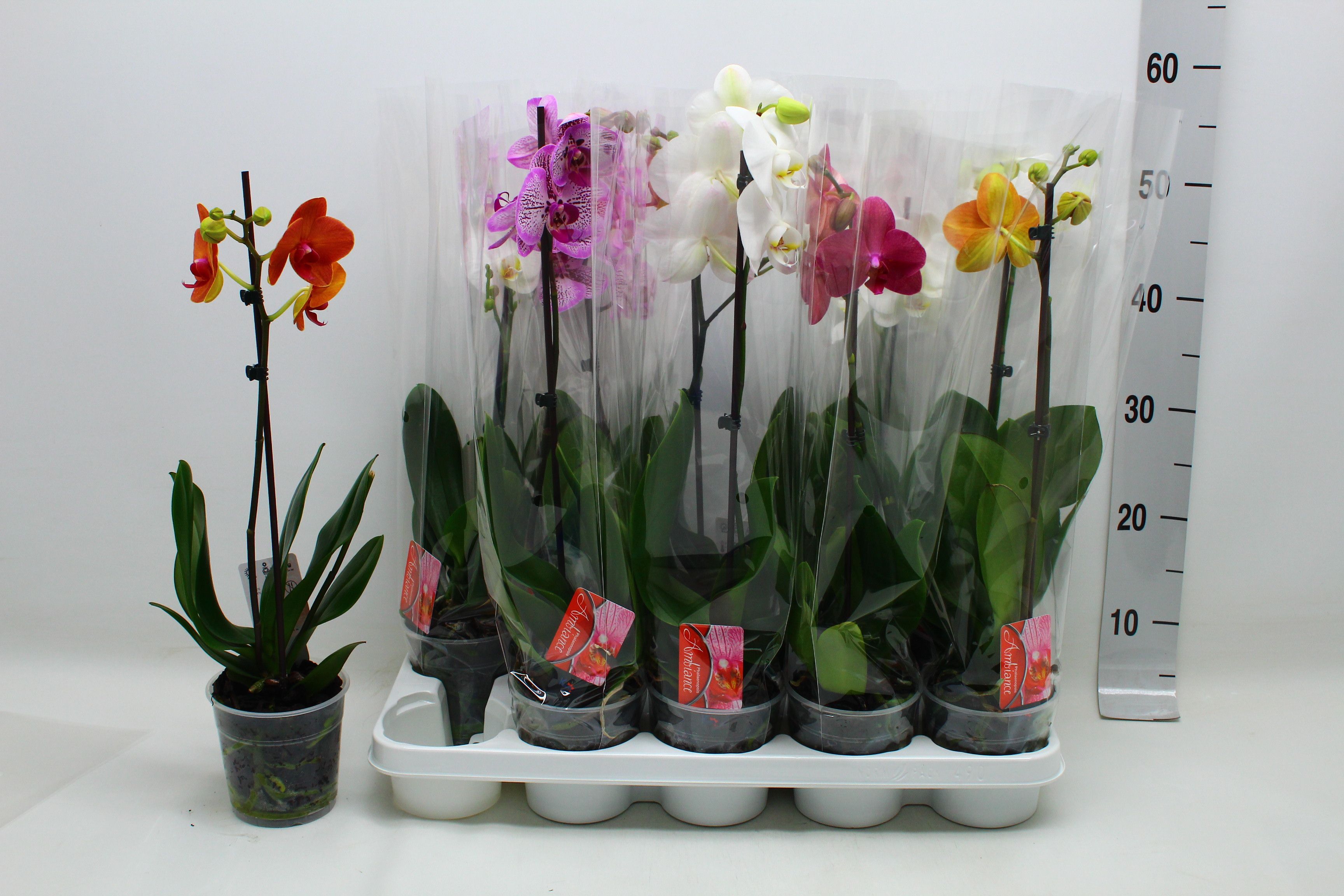 Phalaenopsis Asst 12Ø 55cm