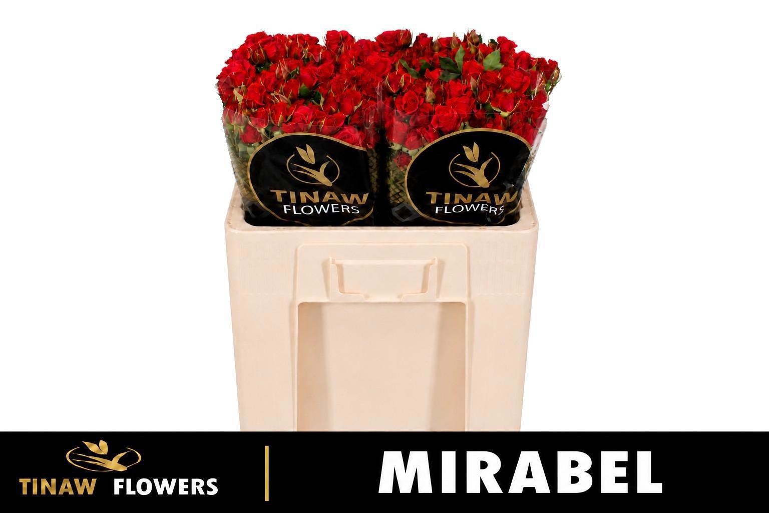 Rosa Spr Mirabel 40cm