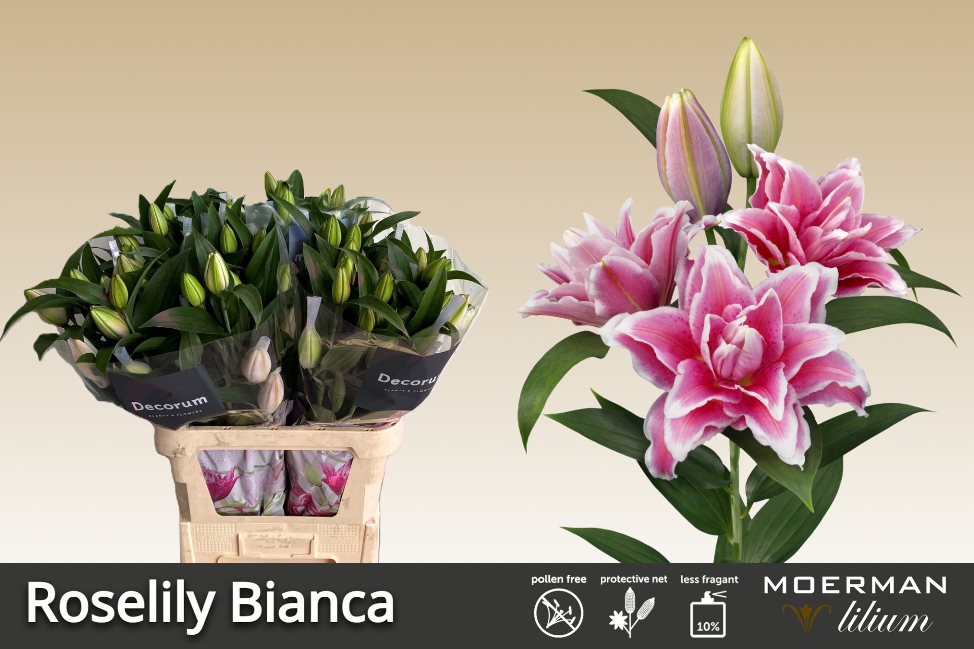 Lilium Or Double 90cm 4/5bl