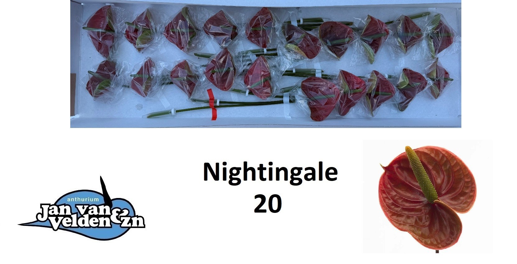 Anthurium Nightingale 9Ø