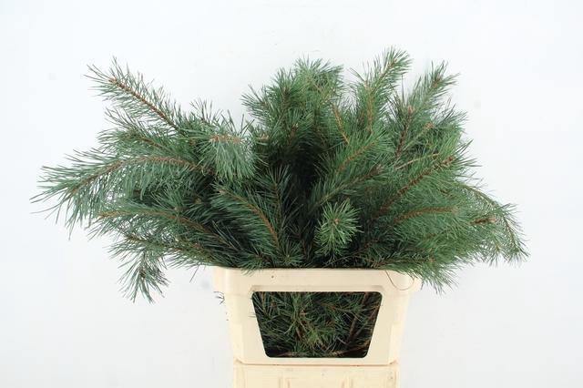 Pinus Alaska 100L.cm