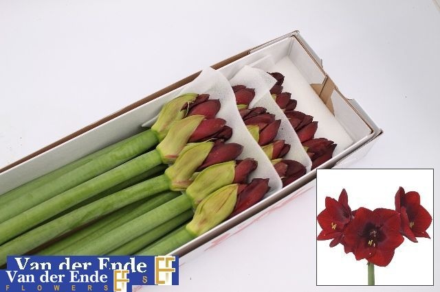 Hippeastrum Royal Velvet 4bl