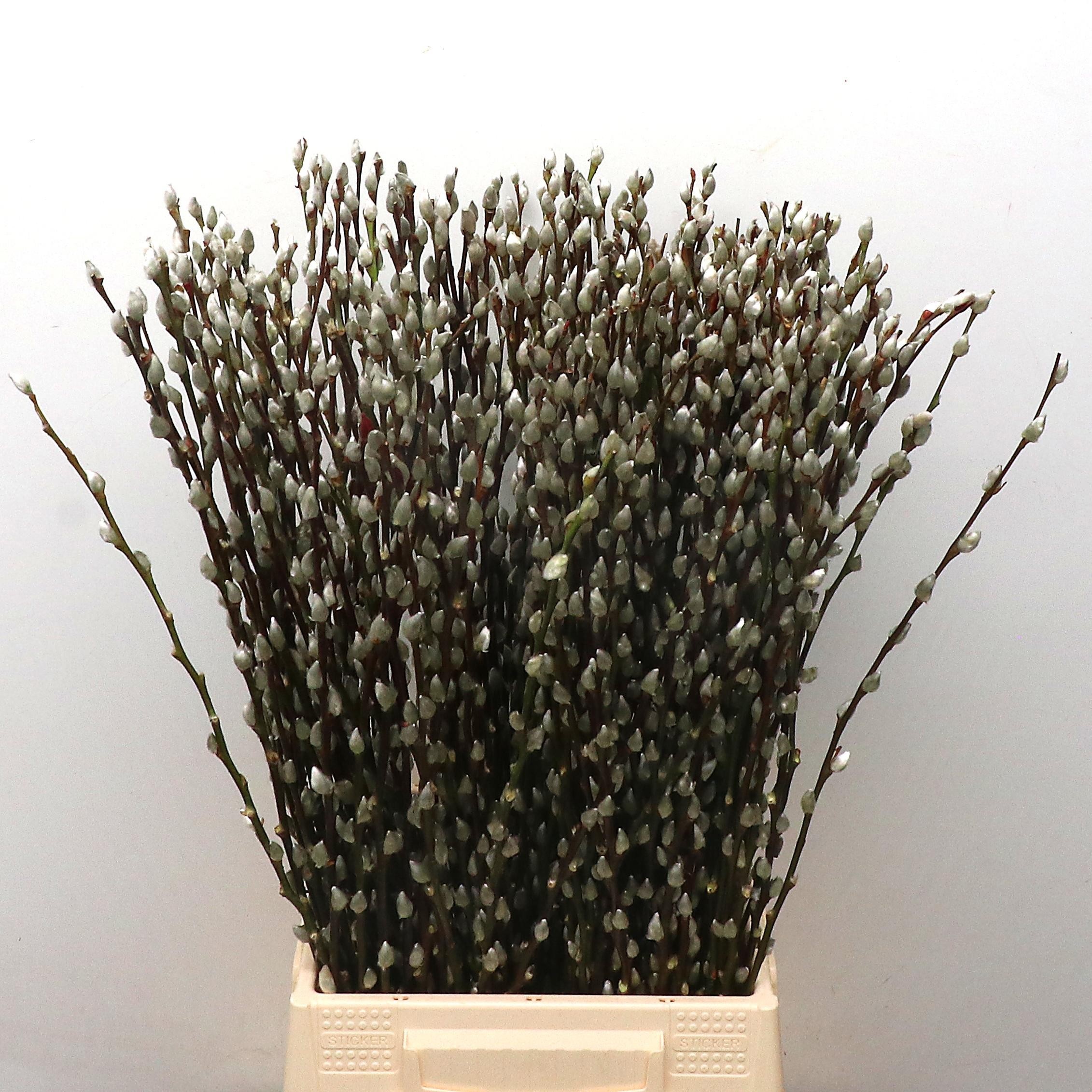 Salix Ca Snow Flake