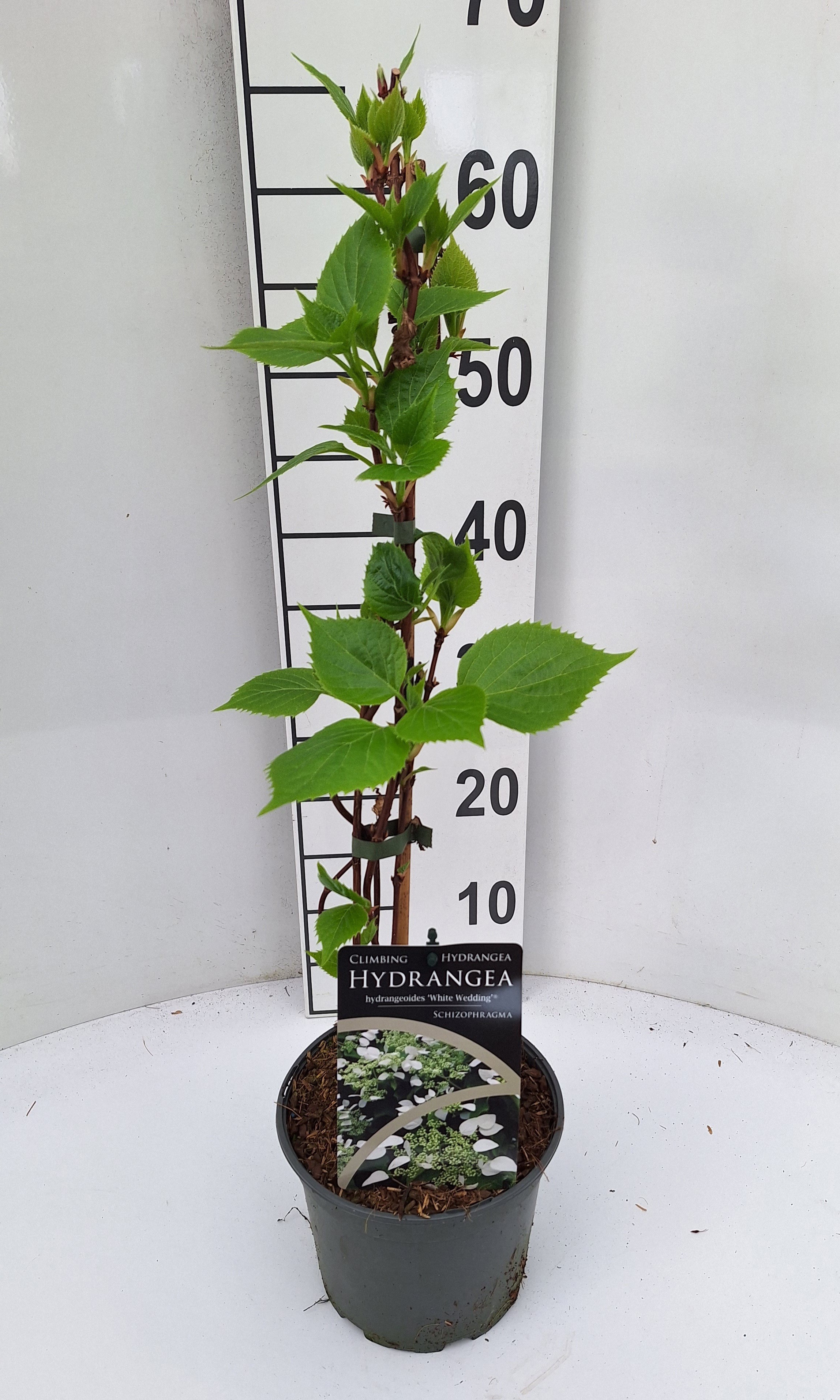 Schizophragma hydr. White Wedding