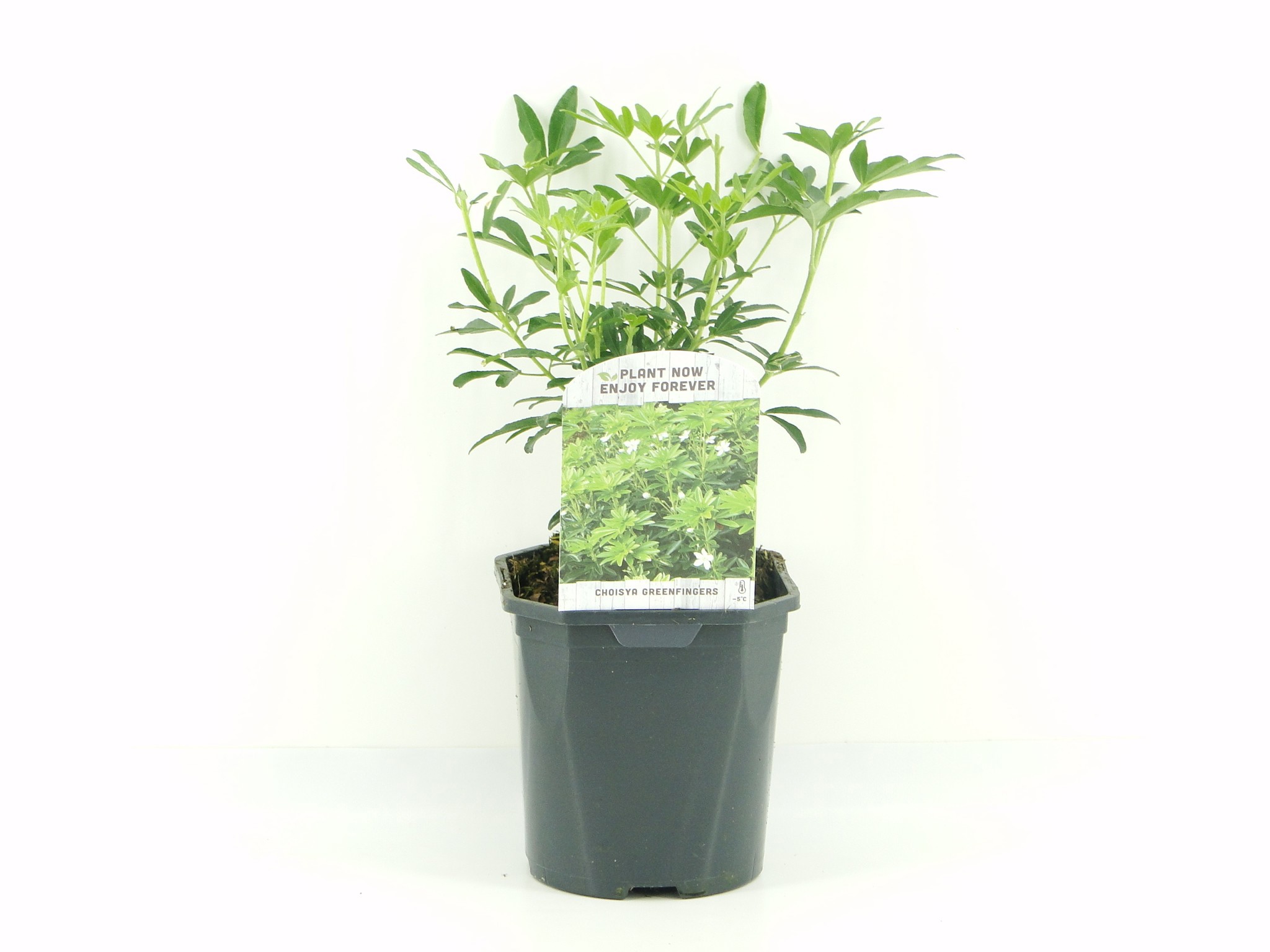 Choisya Greenfingers ('Lissfing')