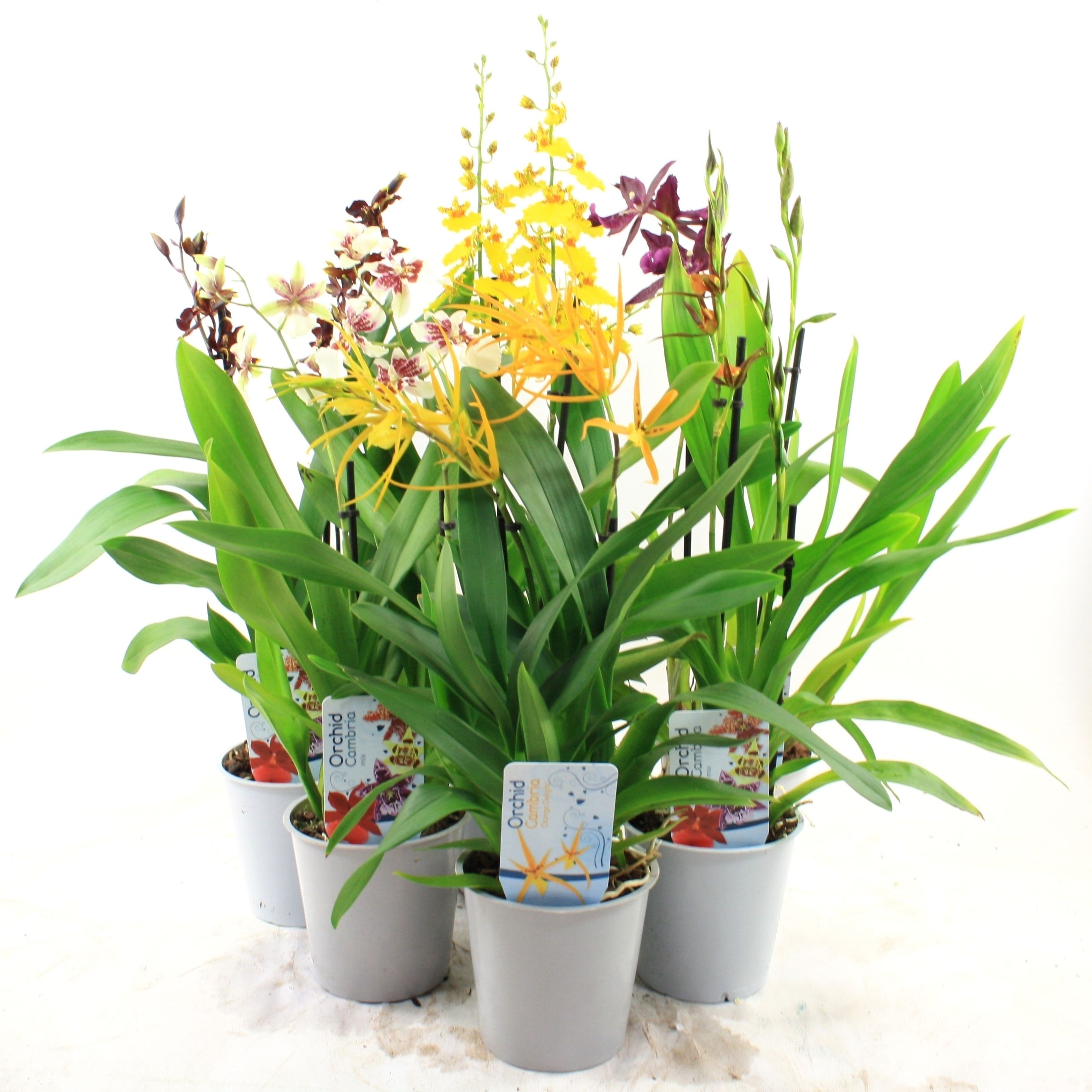 Orchideeen Gemengd