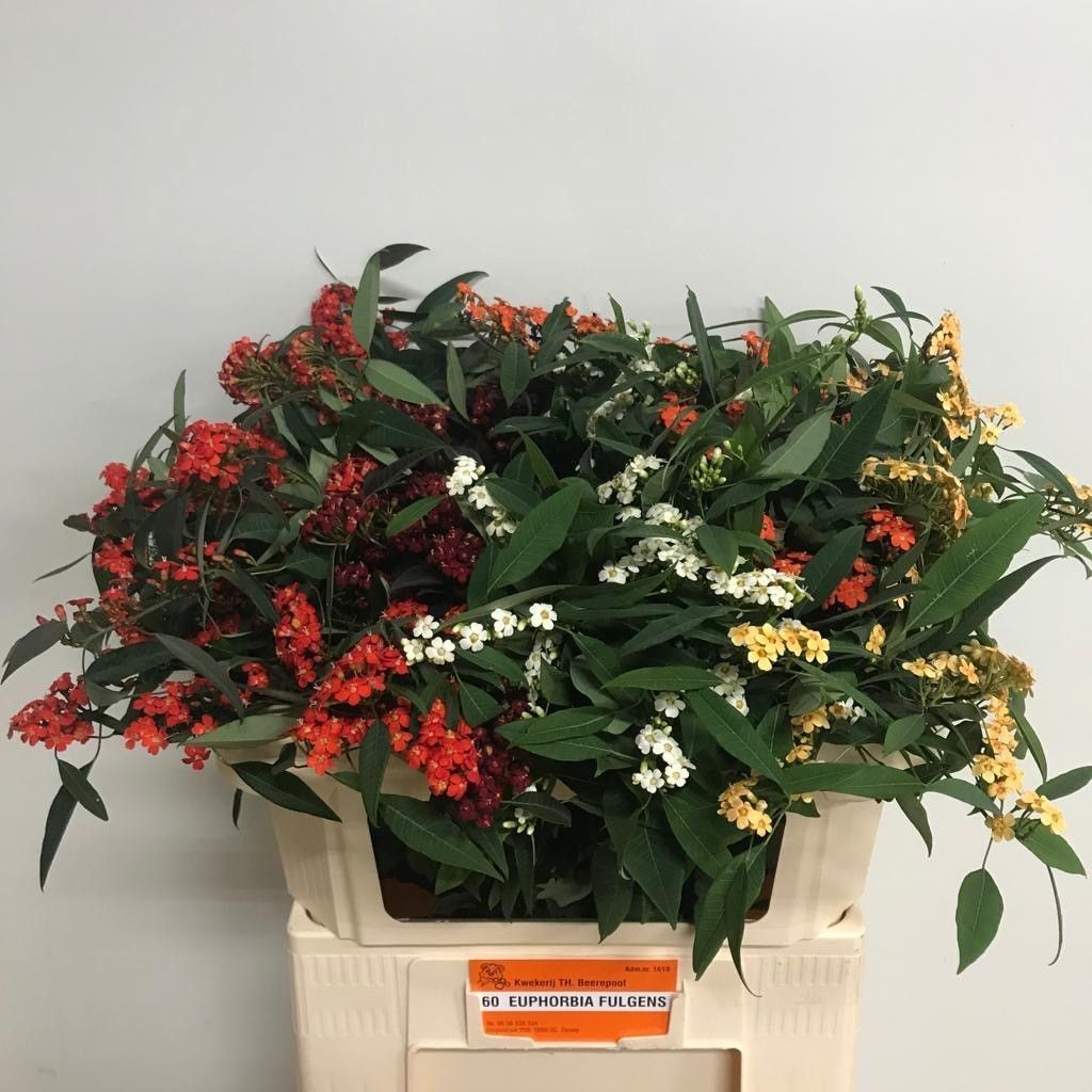 Euphorbia Spray Mixed 70cm