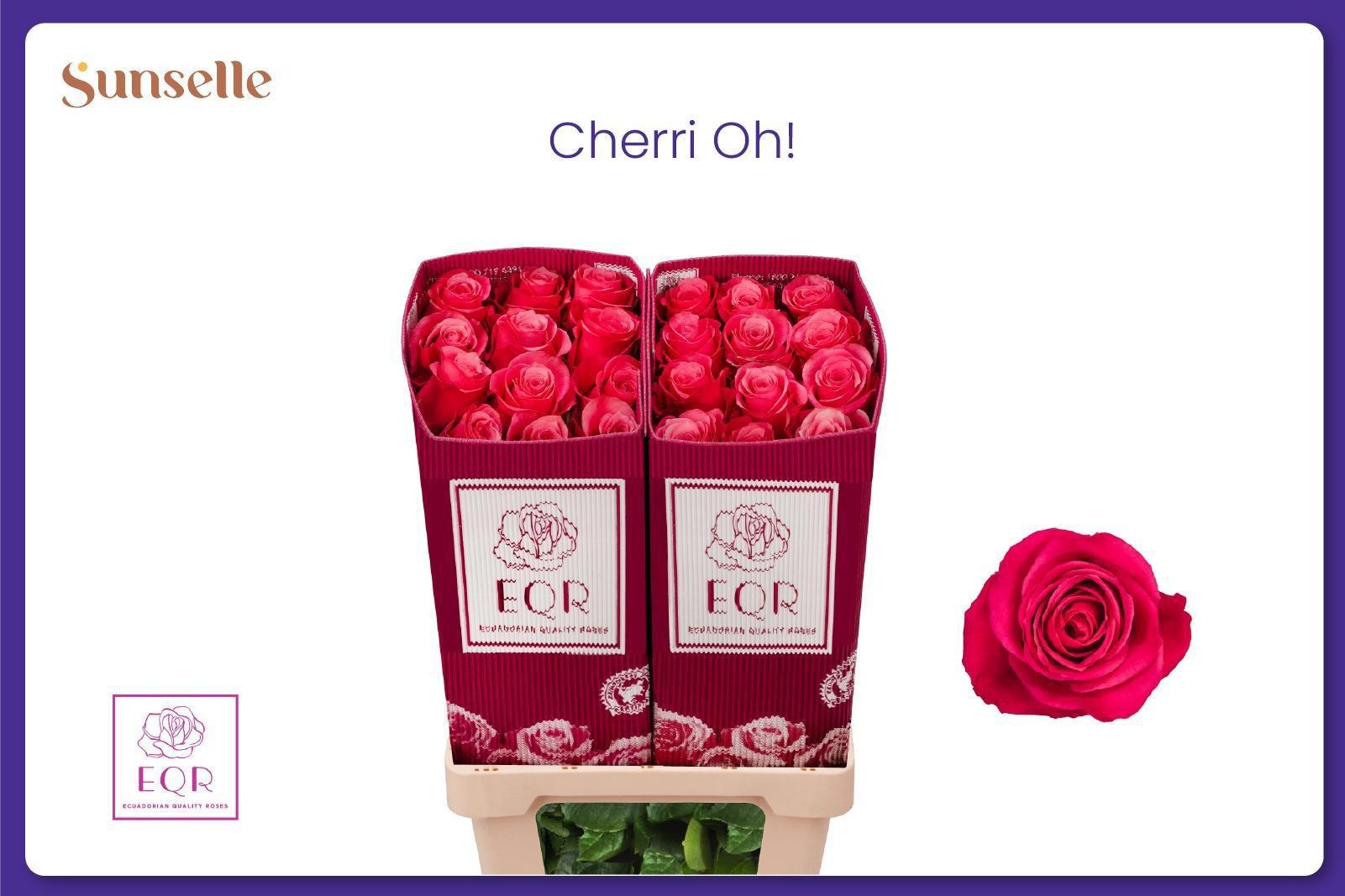 Rosa Cherry-o! 50cm