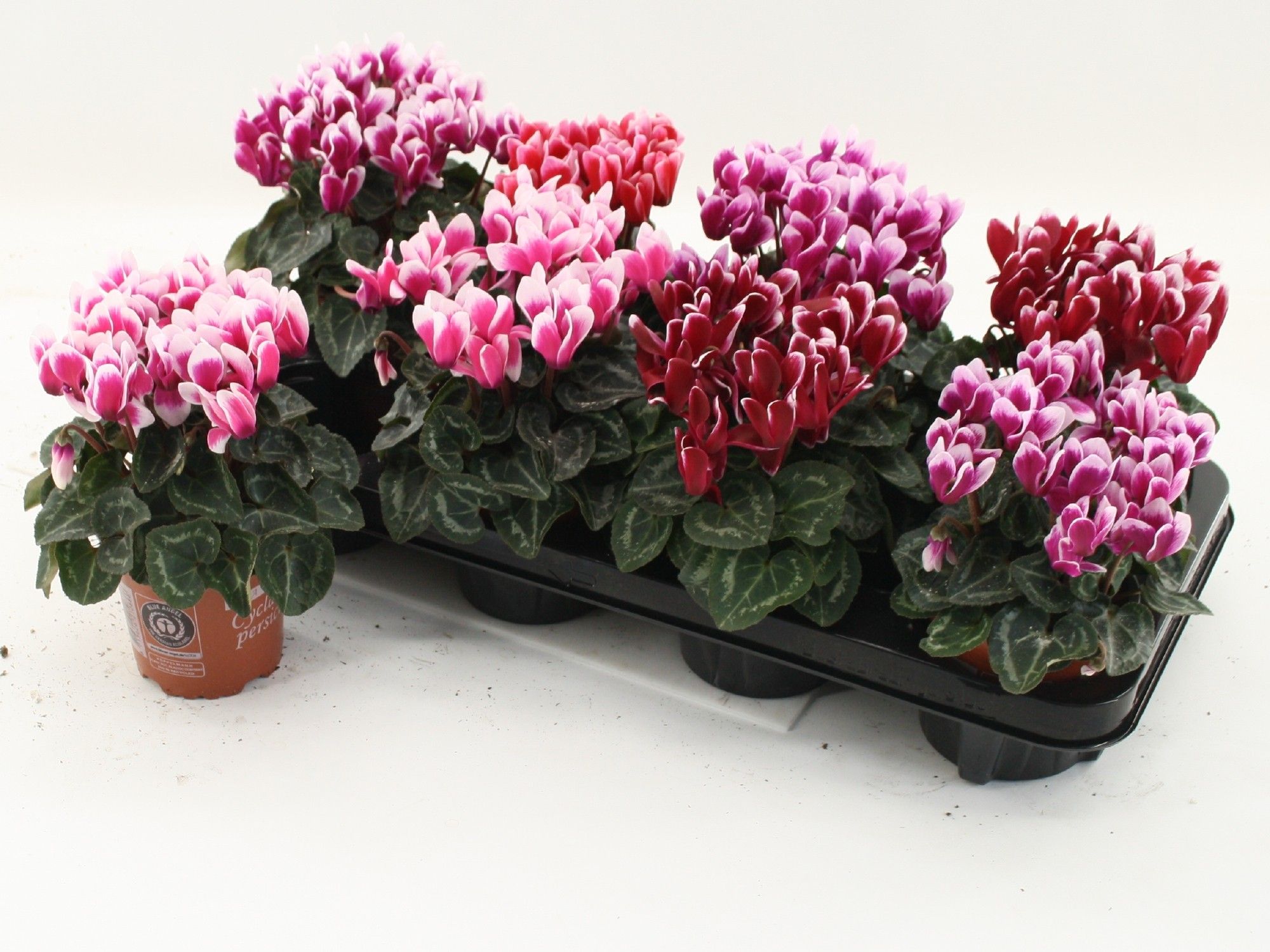 Cyclamen Fantasia Mix