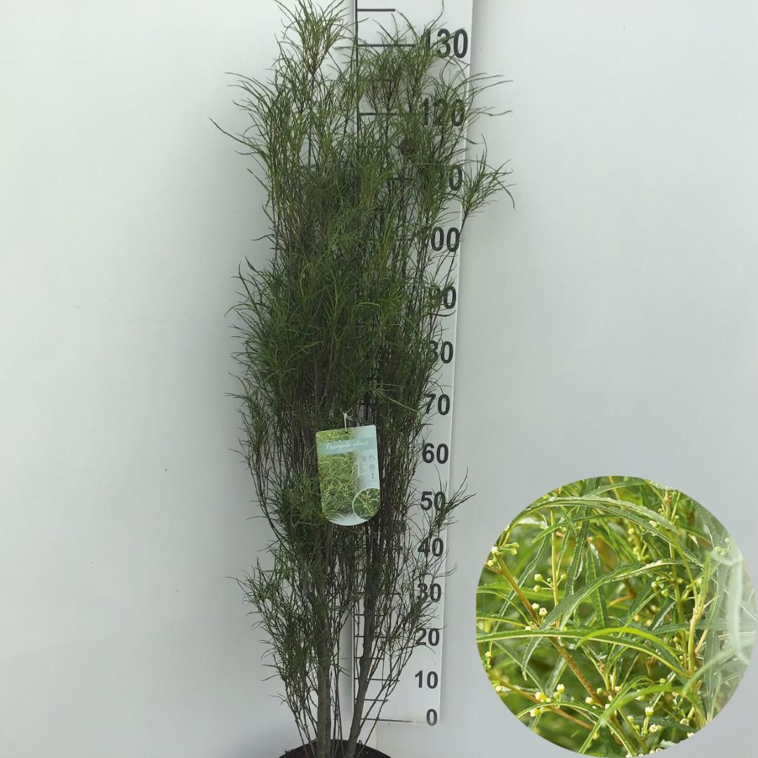 Frangula alnus Fine Line® ('Ron Williams')