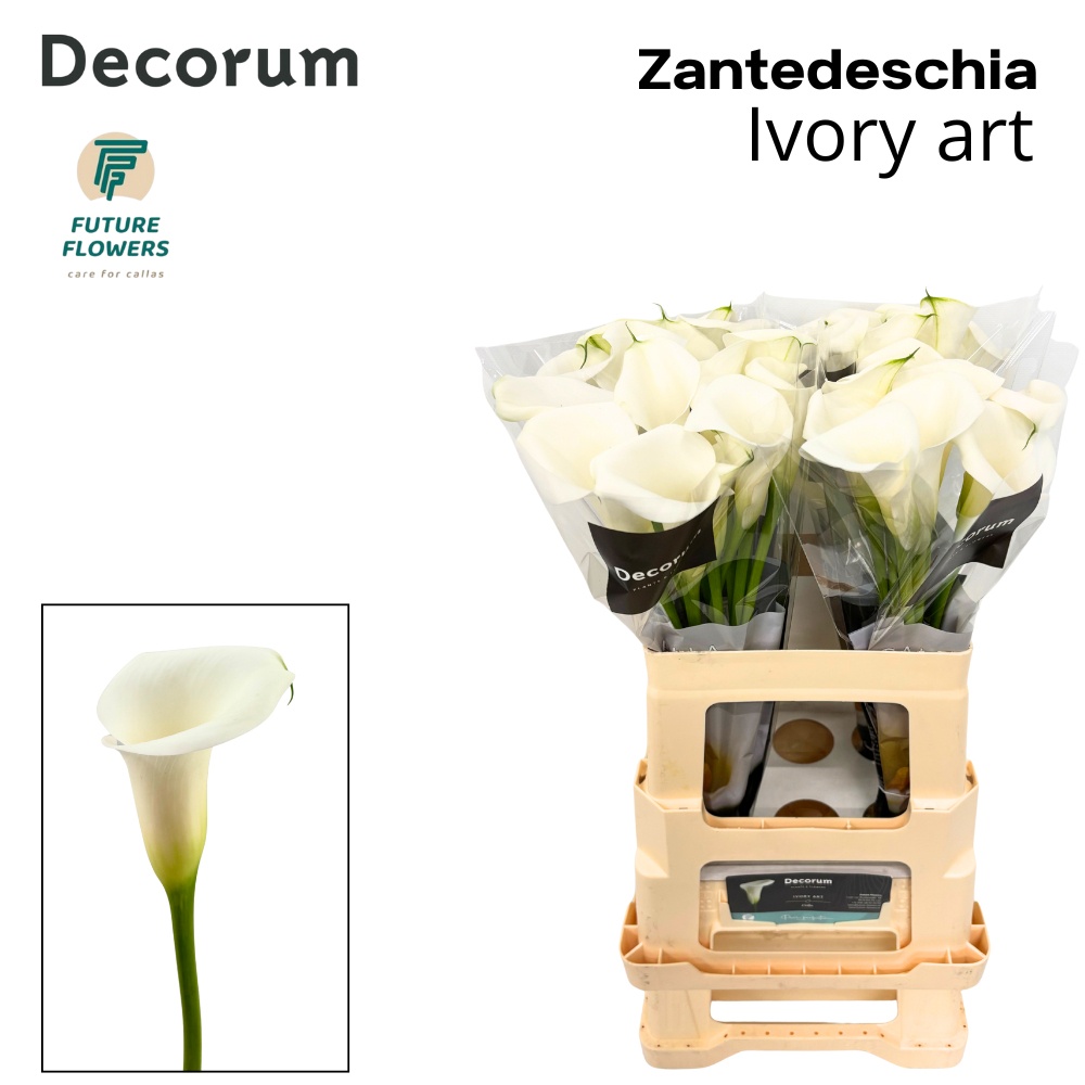 Zant Ivory Art