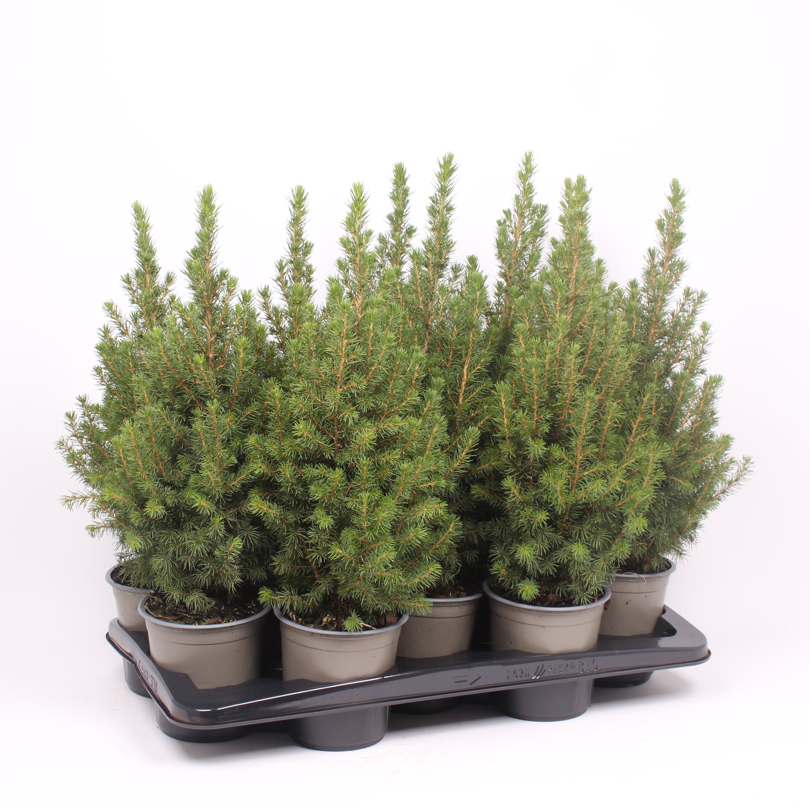 Picea gl. Perfecta ('Hb07')