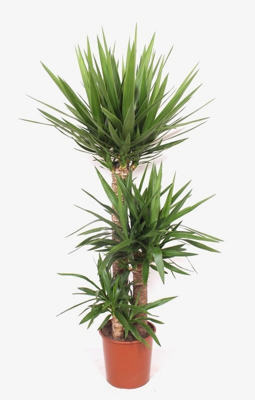 Yucca elephantipes xl