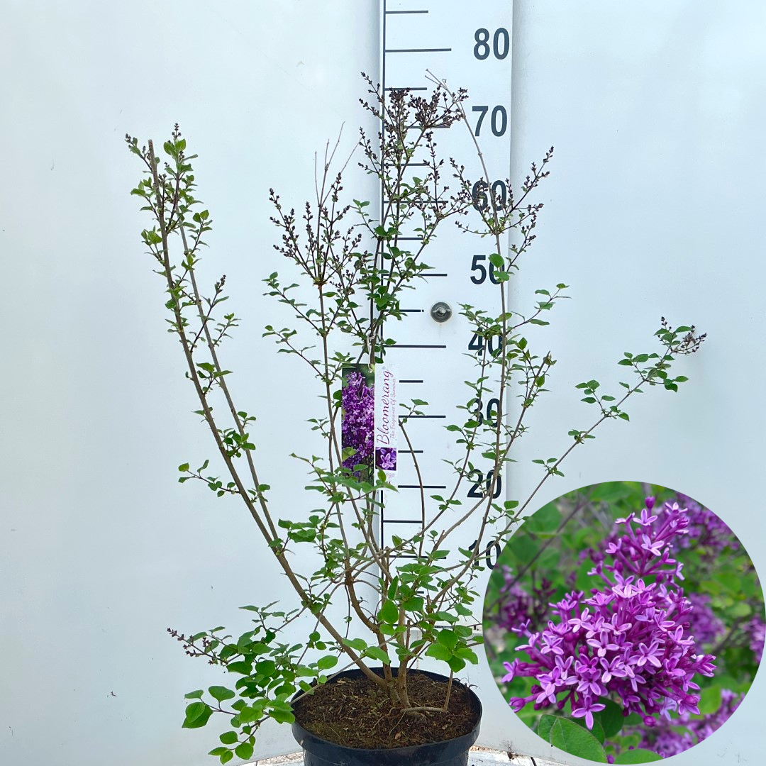 Syringa Bloomerang® Dark Purple ('SMSJBP7')
