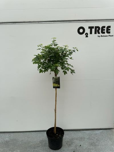 Acer campestre 'Nanum' stam