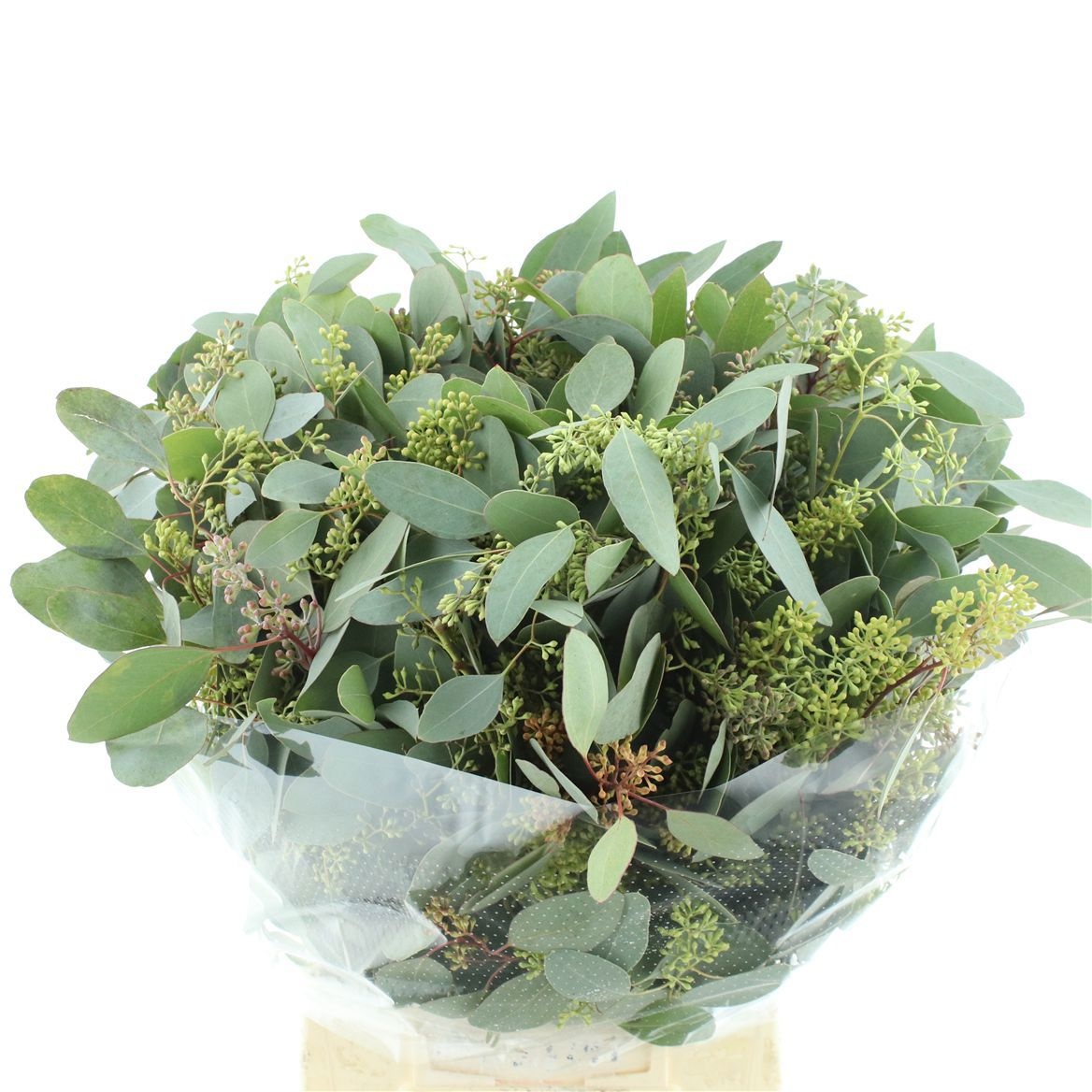 Euc Polyan Frui P Bs 65L.cm 300gram