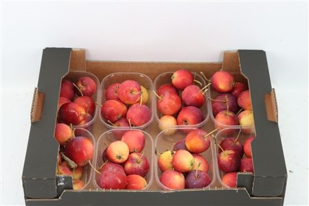Malus Per Tray