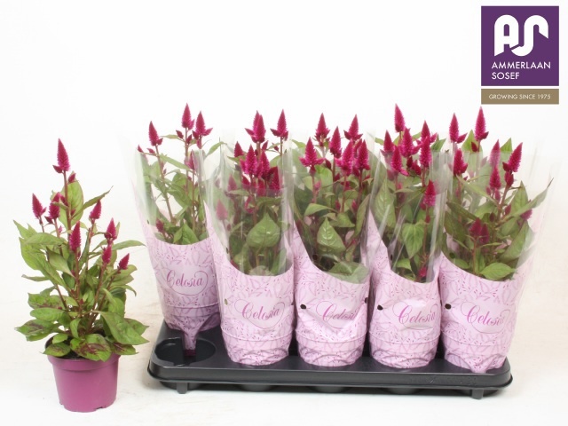 Cel Deep Purple 12P 44H