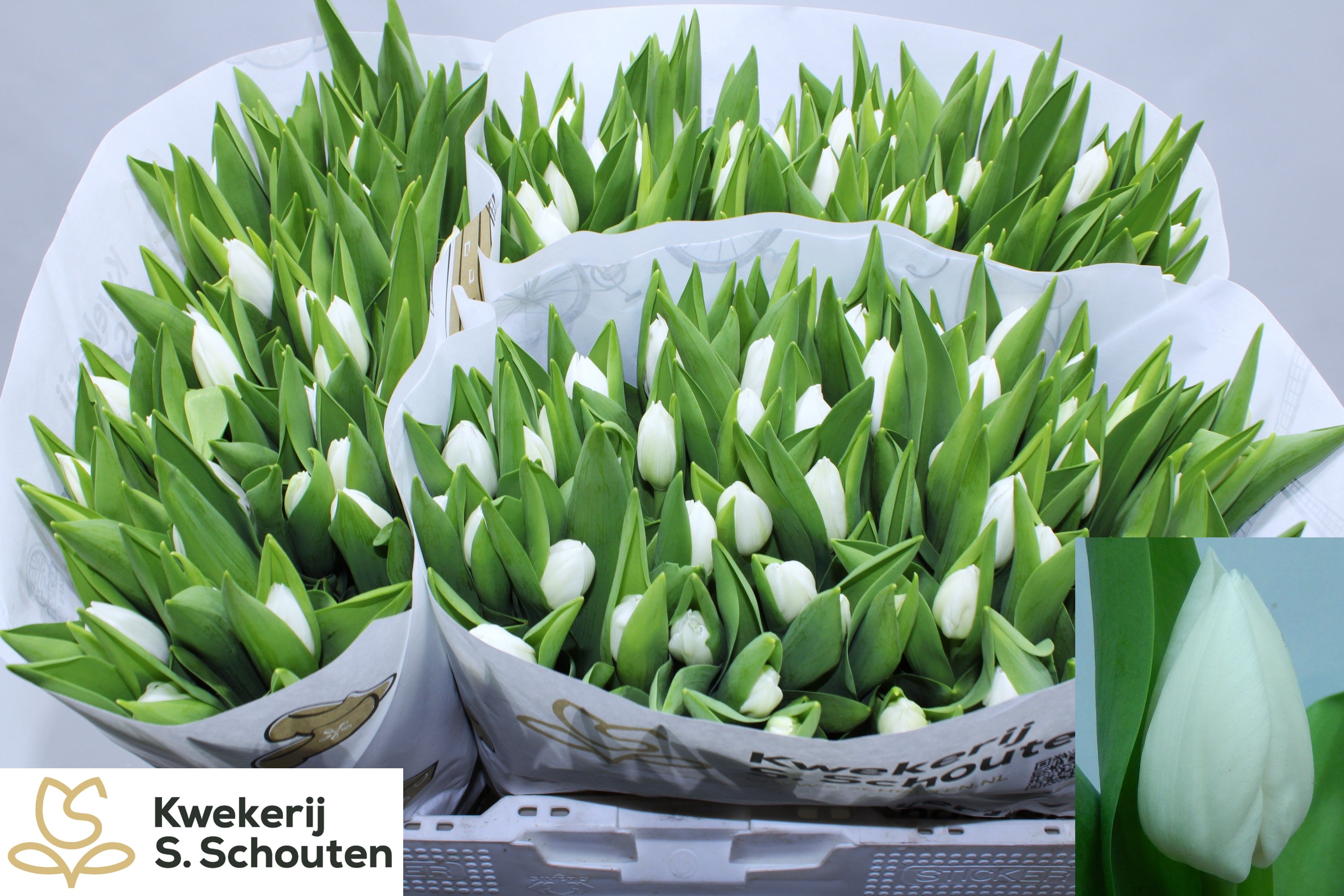 Tulipa Royal Virgin 36cm 34gram