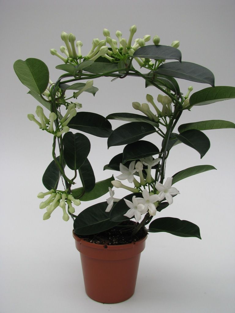 strelitzia nicolai toxic White Bird of Paradise Plant