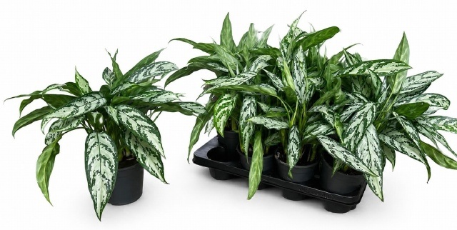 Ag Kl Silver Queen C 14P 40H 3stek