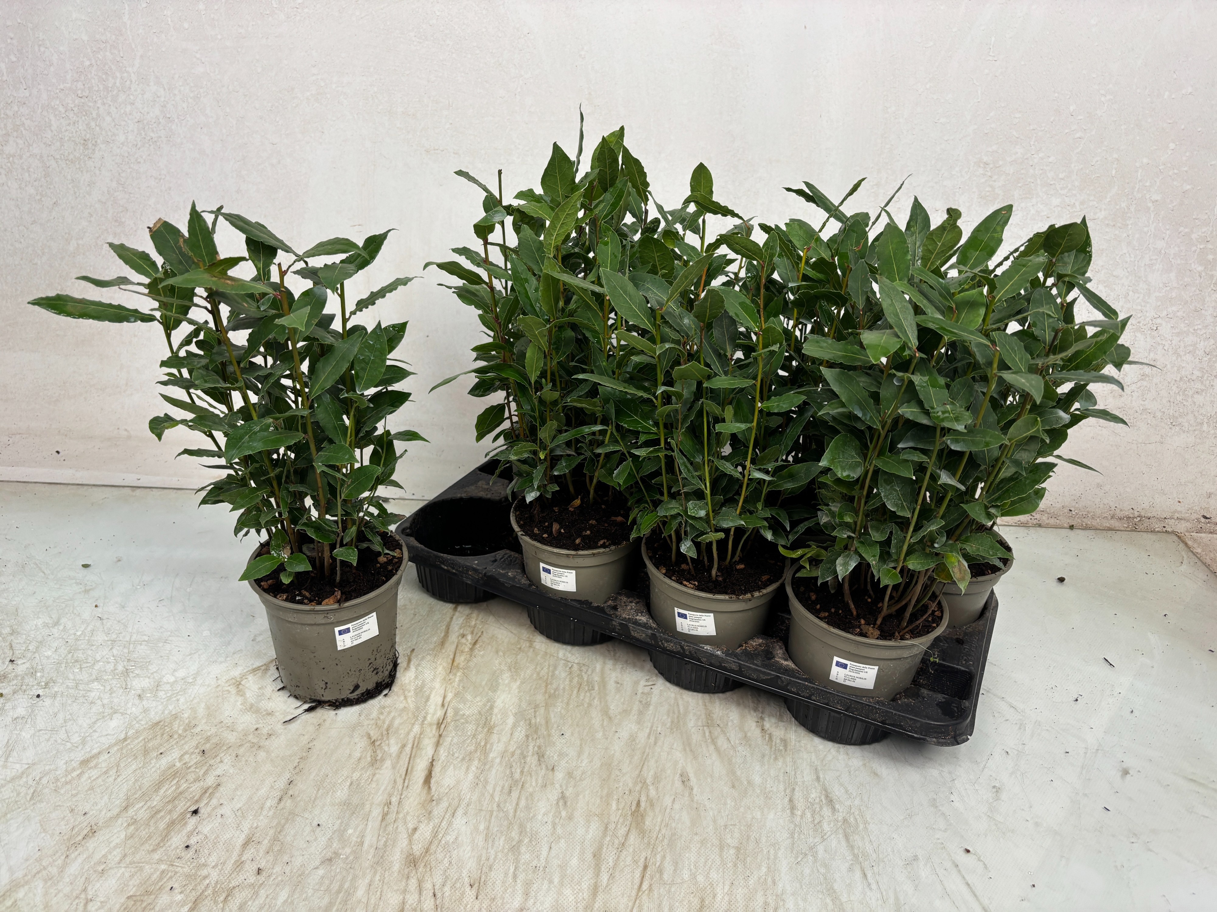 Laurus Nobilis 14Ø 42cm