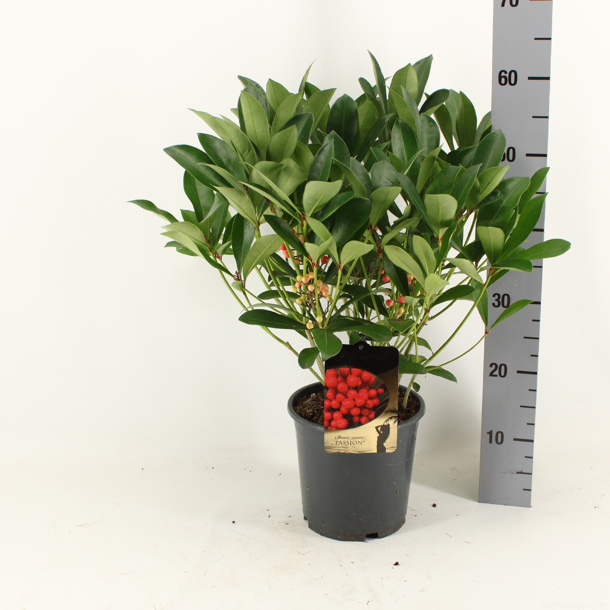 Picture of Skimmia jap. PASSION met bes en bloem P19