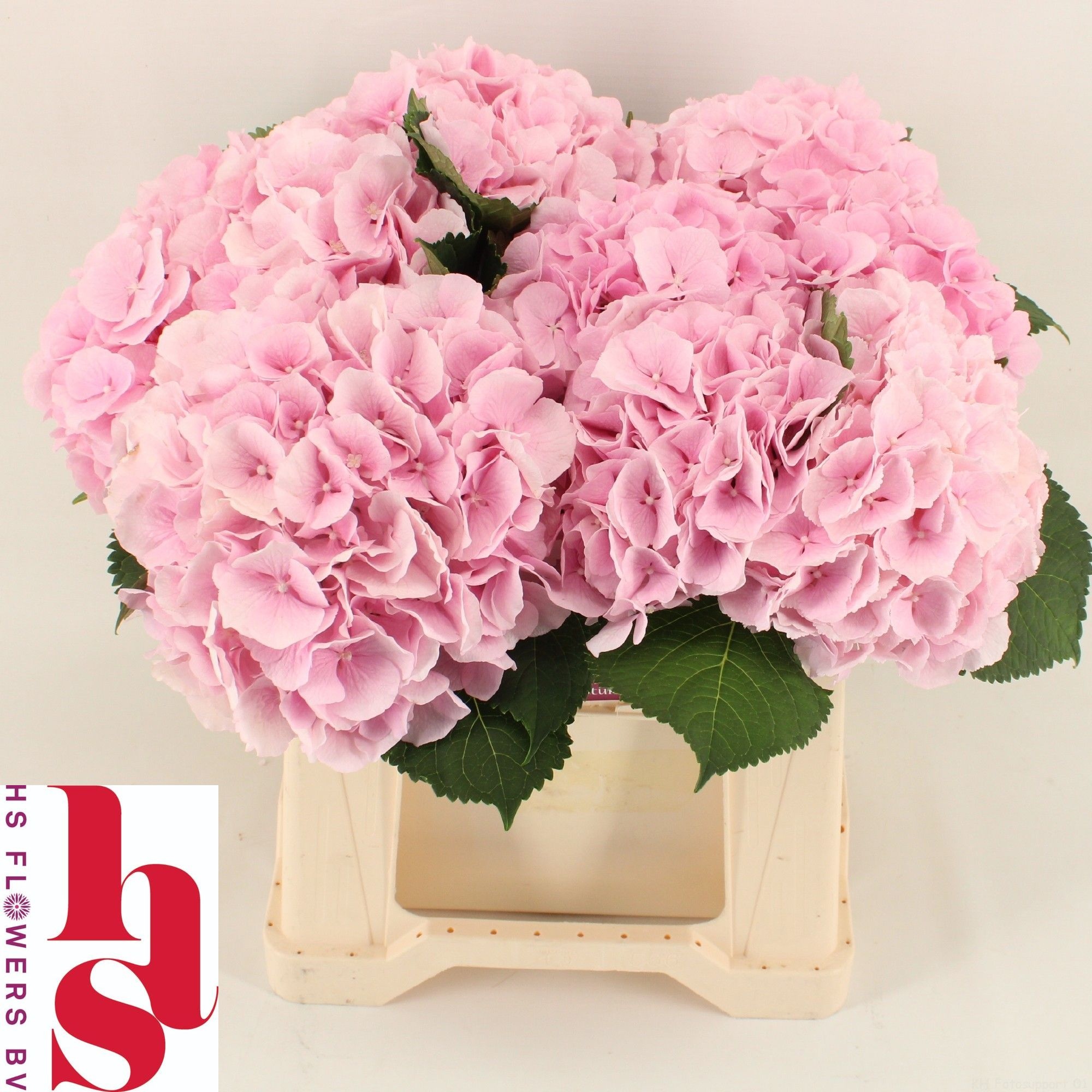Hydrangea Verena Pink 40cm 15Ø