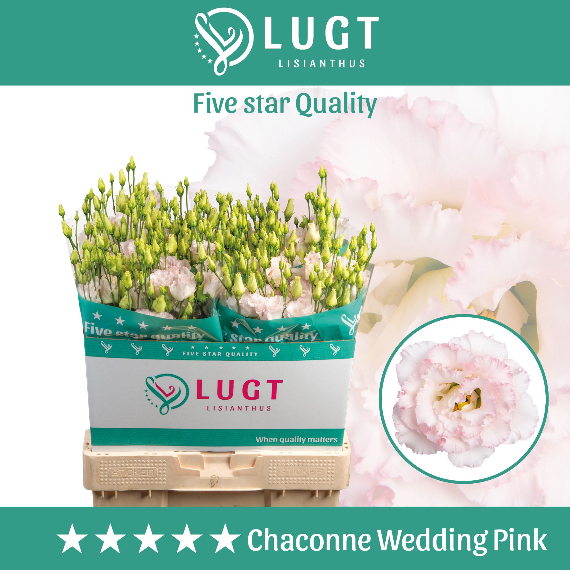 Eus G Chac Wed Pink