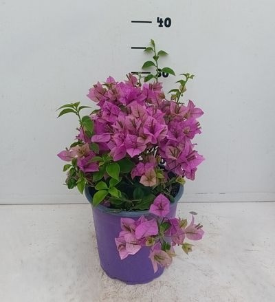 Bougainvillea glabra c2