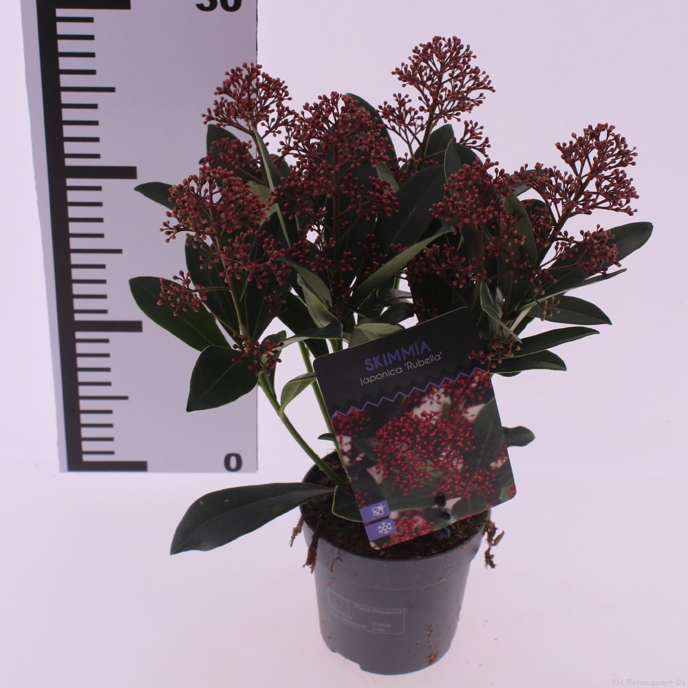 Picture of Skimmia jap. 'Rubella'