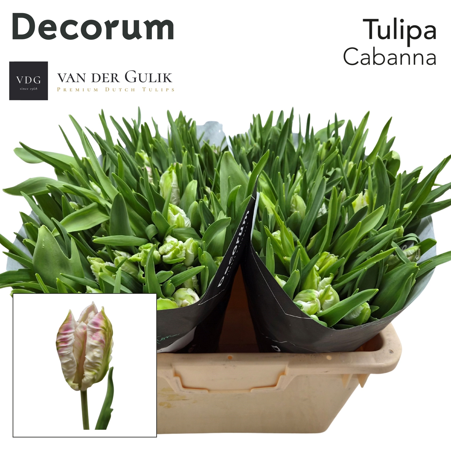 Tulipa Par Cabanna 37cm 35gram