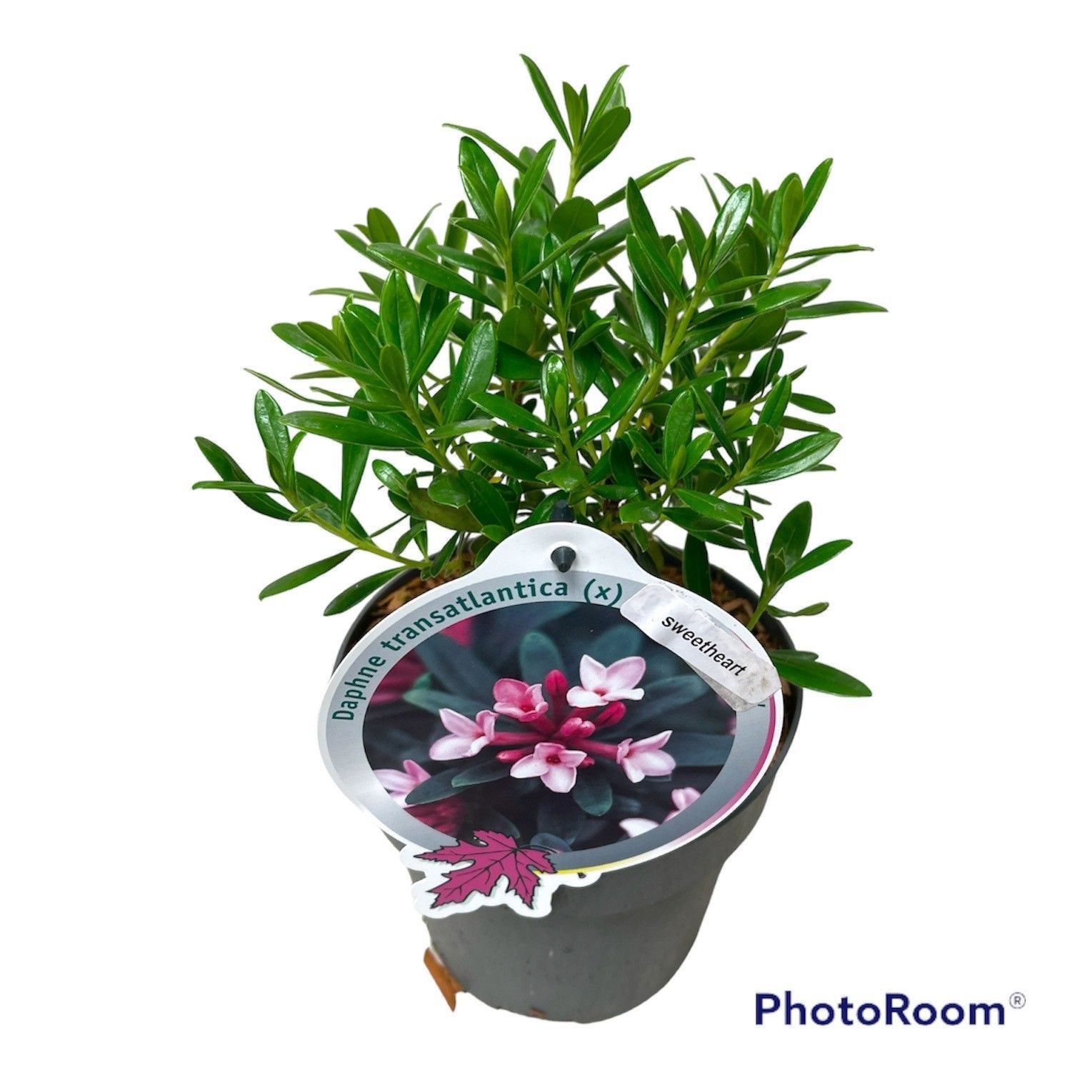 Daphne odora 'Sweetheart' Lev
