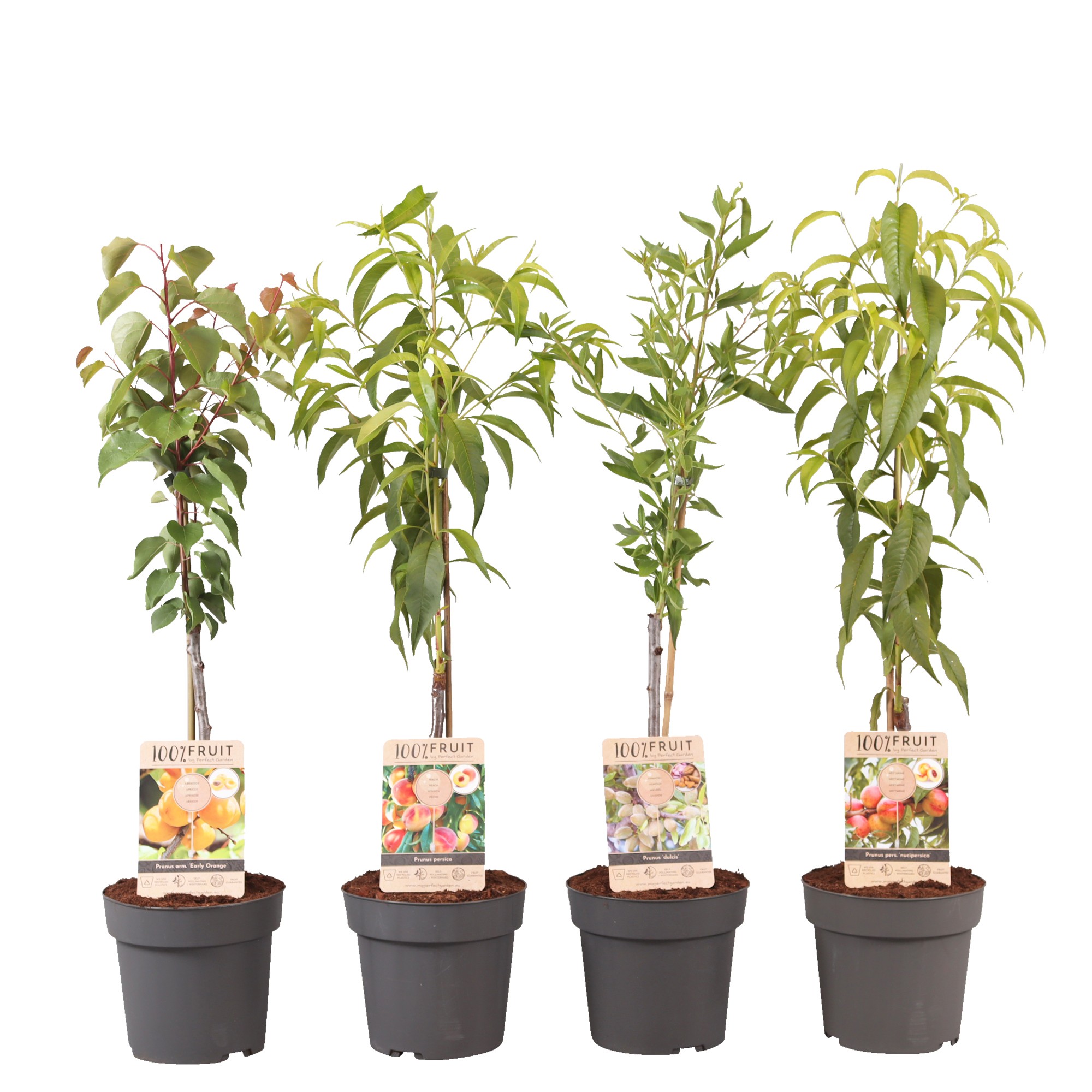 Picture of Prunus in varieties (abricot) P21 (4 Ltr)