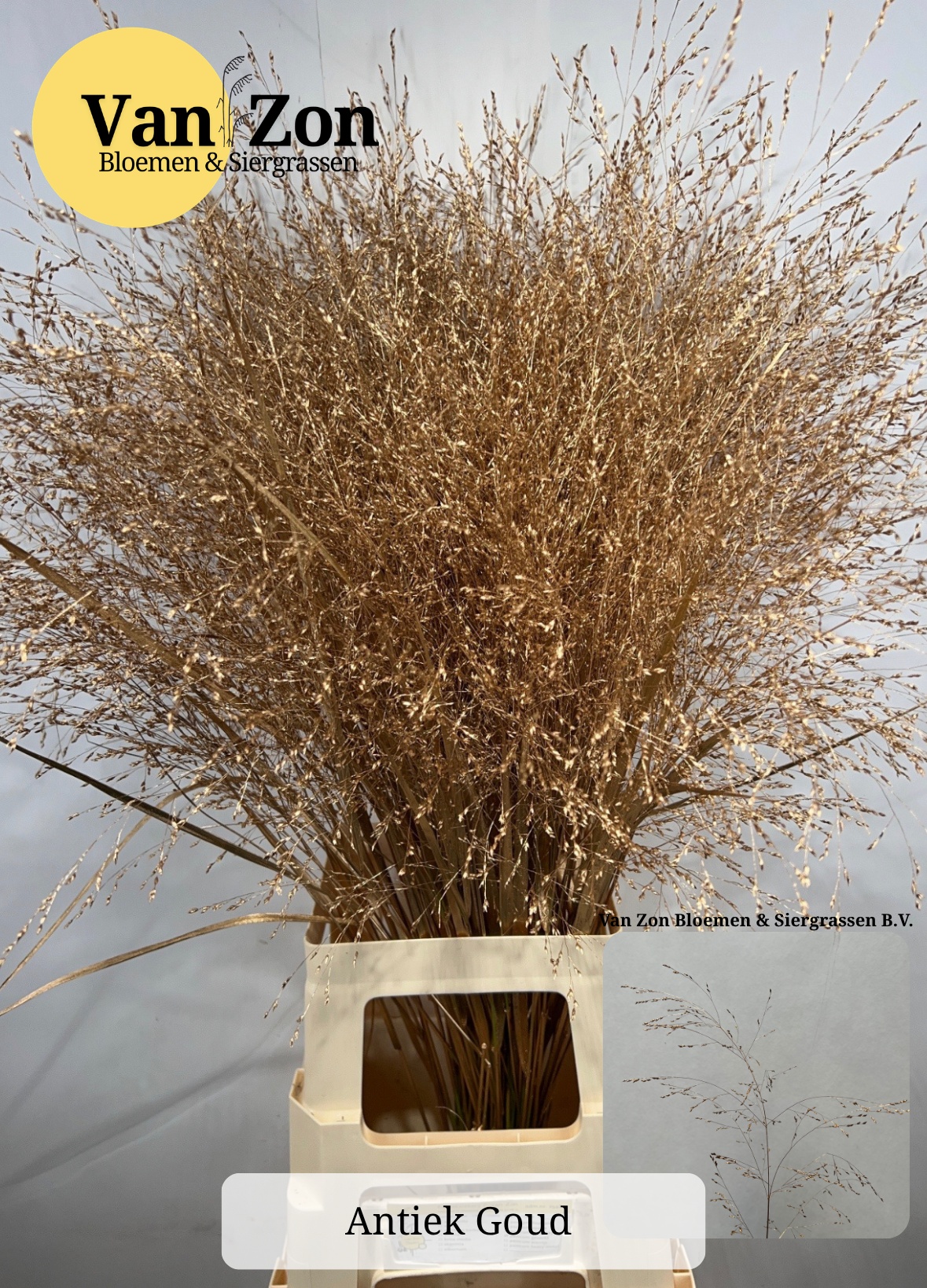 Ornamental Grass Painted (PANICUM)