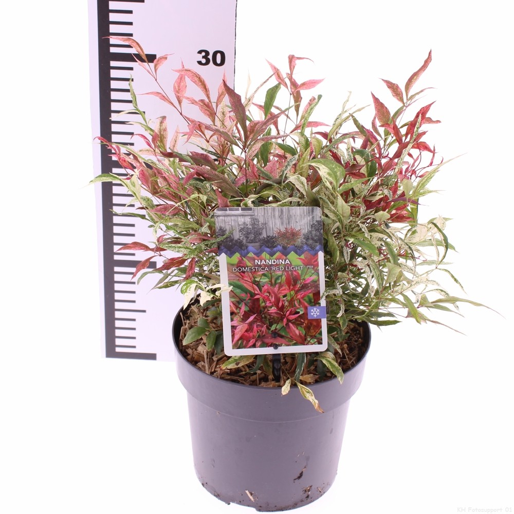 Picture of Nandina domestica Red Light P17 (2 Ltr)