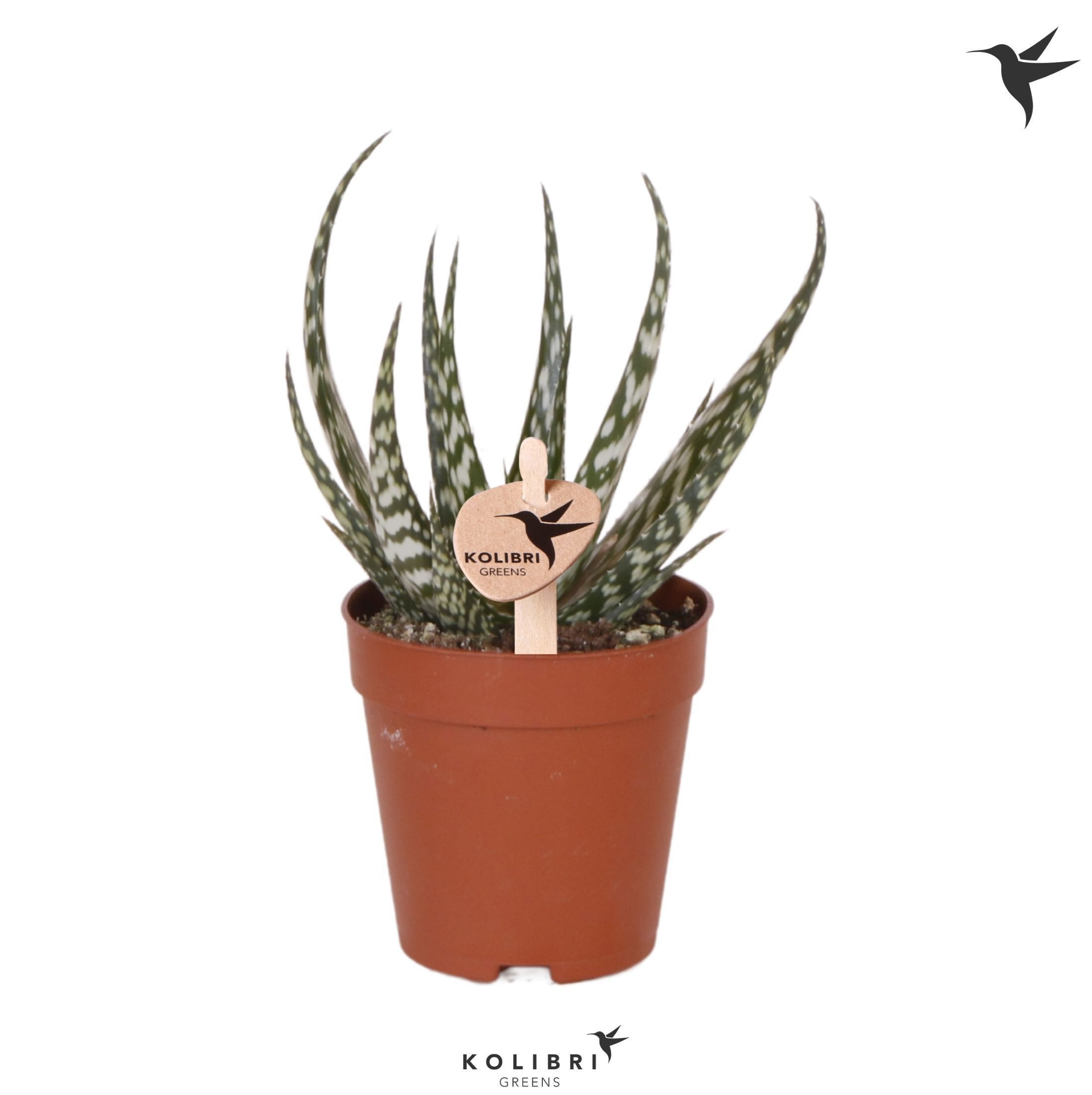 Aloe Kolibri Greens Succulenten Aloë Kiowa