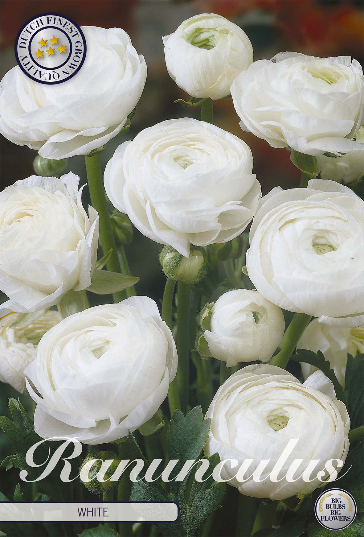 Ranunculus Asiaticus White x10 6/7